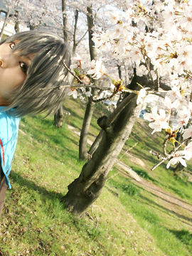 [Sparkle] Lupinas Yellow_080