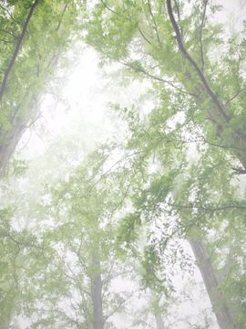 Red Forest_324_oku0